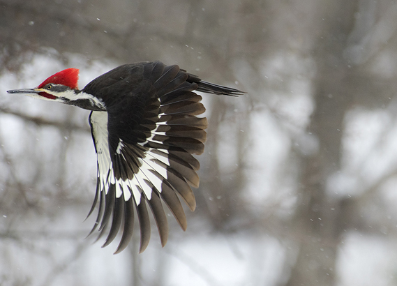 Pileated woodpecker flying