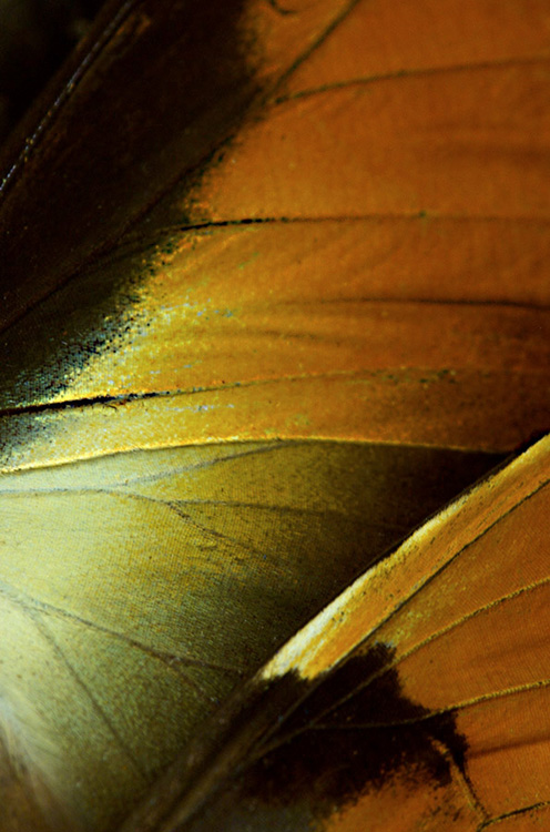 orange and black wing pattern of the morpho butterfly