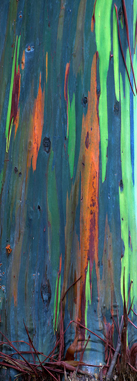 multicolored bark of the painted eucalyptus tree