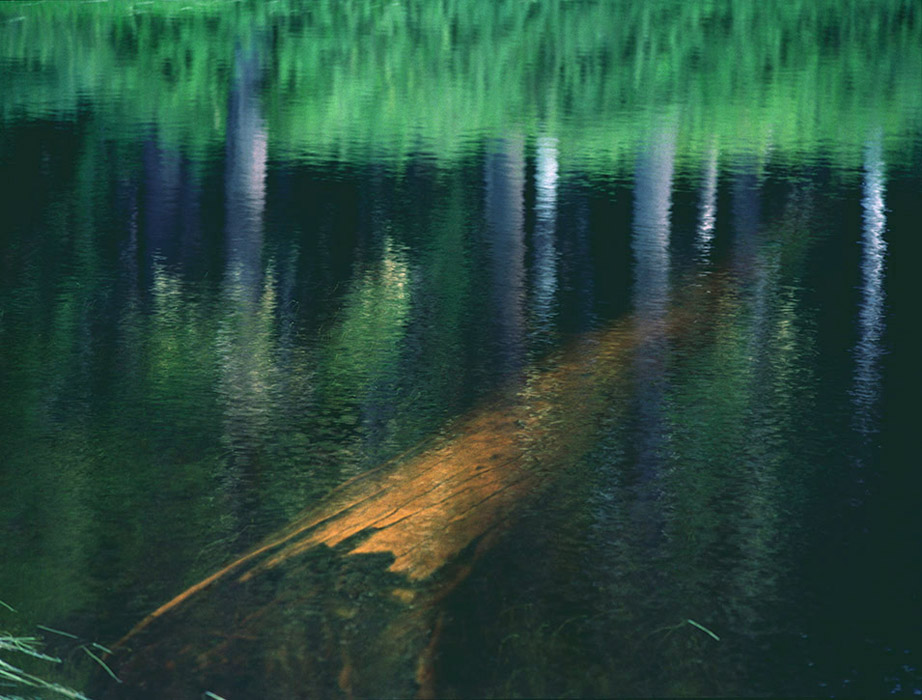 a sunken log and reflections of living tree trunks in Damfino Lake, WA
