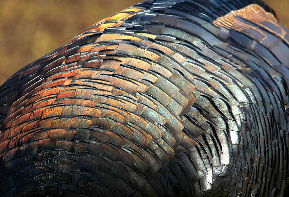 close up of the multicolored back of a male wild turkey