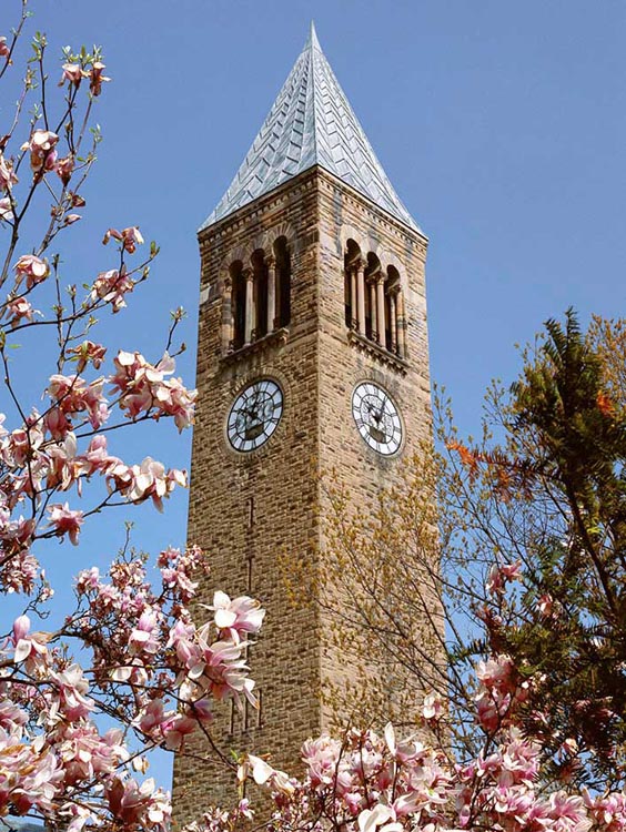 Cornell's McGraw Tower framed in magnolia blossoms