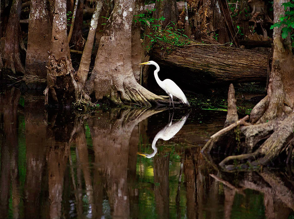 American Egret hunting in a Cypress Grove