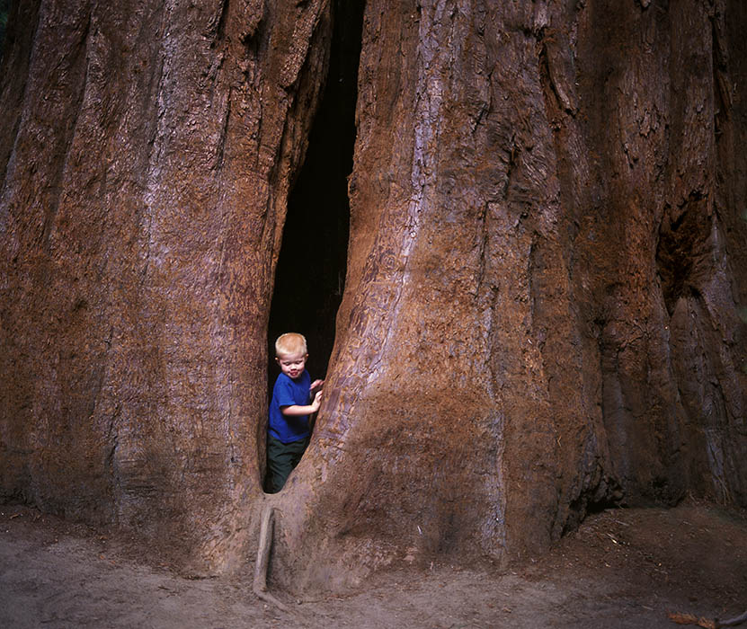 A small boy ponders how to exit the cavern in the giant sequoia