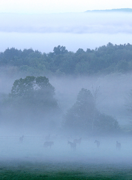 Morning fog in the valley almost obscures horses in pasture 