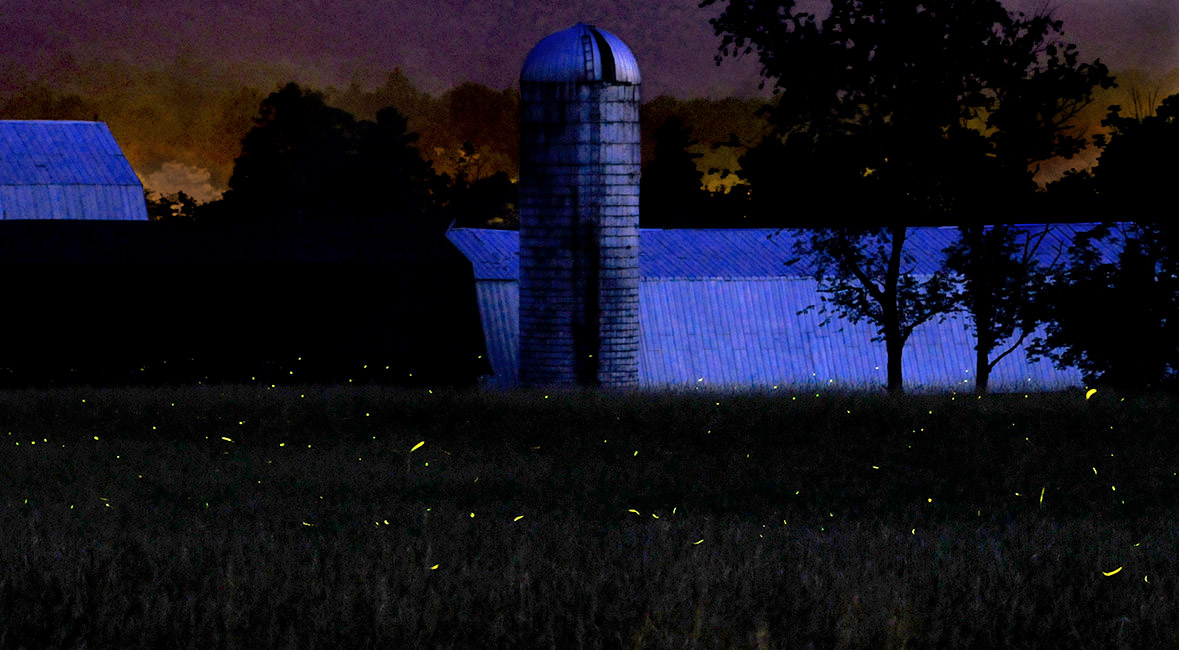 Fireflies dance in front of an old barn