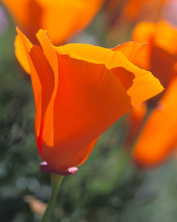 Brilliant orange California poppy blossom close up