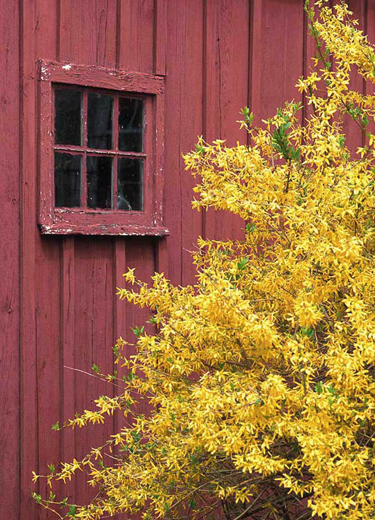 A blooming forsythia bush partly covers a red shed with a black window