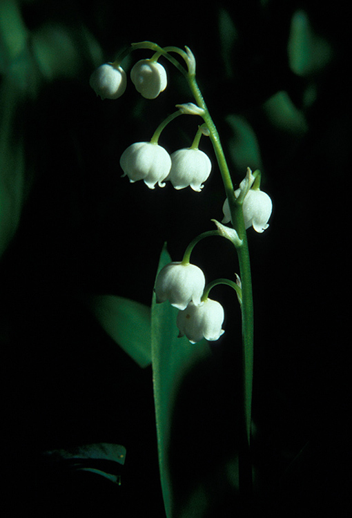 Lily of the valley blooms in the morning sun