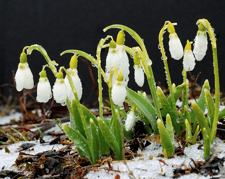 Rain covered Snowdrops 