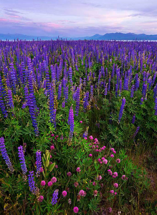 Acers previously under water now support blooming lupine in Tahoe City, CA