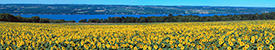 panorama of a field of sunflowers with Cayuga lake in the background