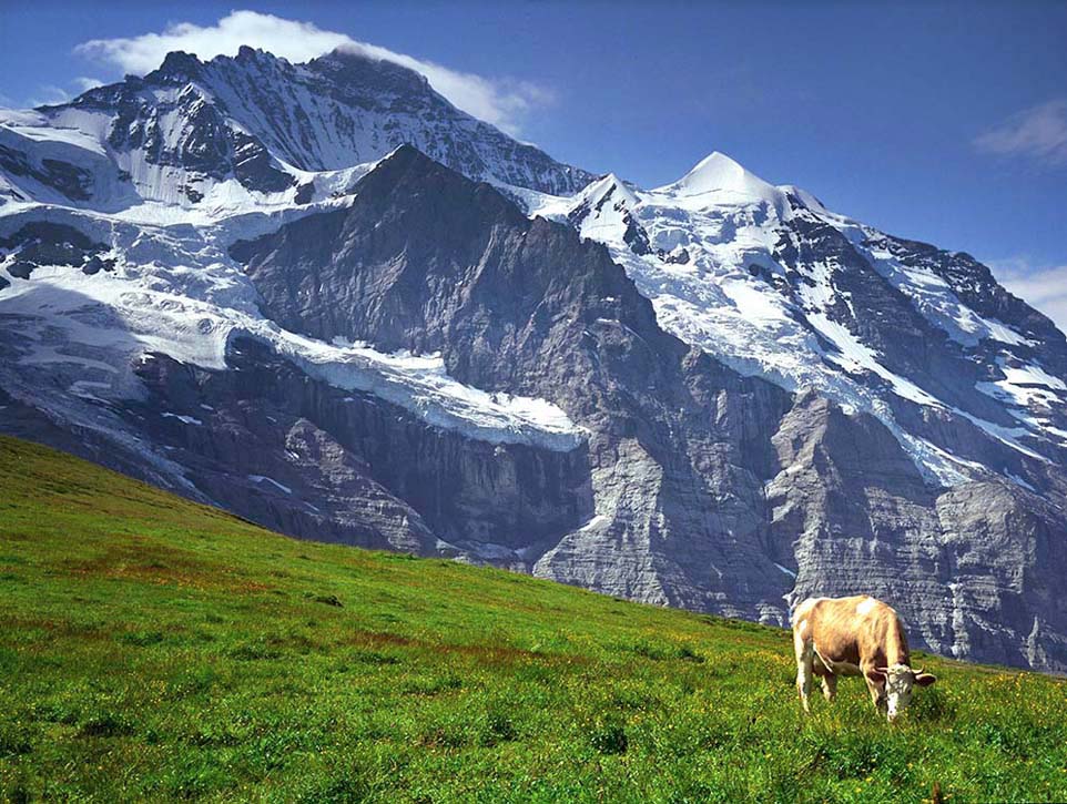 A cow grazes in front of the snow-covered Jungfrau mountain, Switzerland