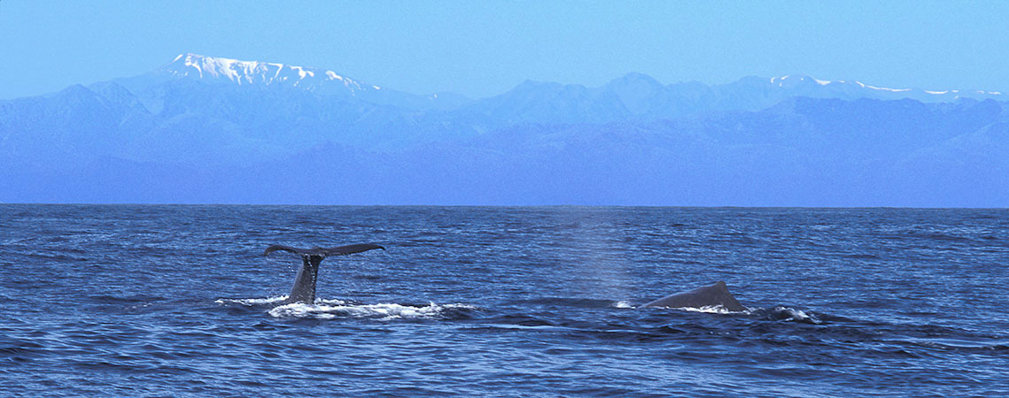 Whales blowing and diving off the coast of New Zealand