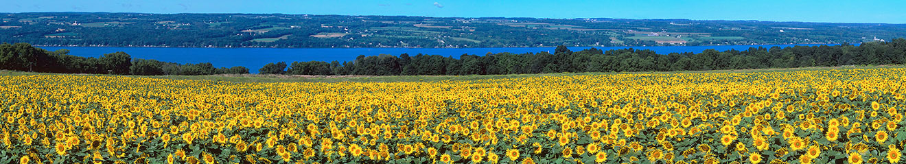 Panorama of sunflowers with Cayuga Lake in the background