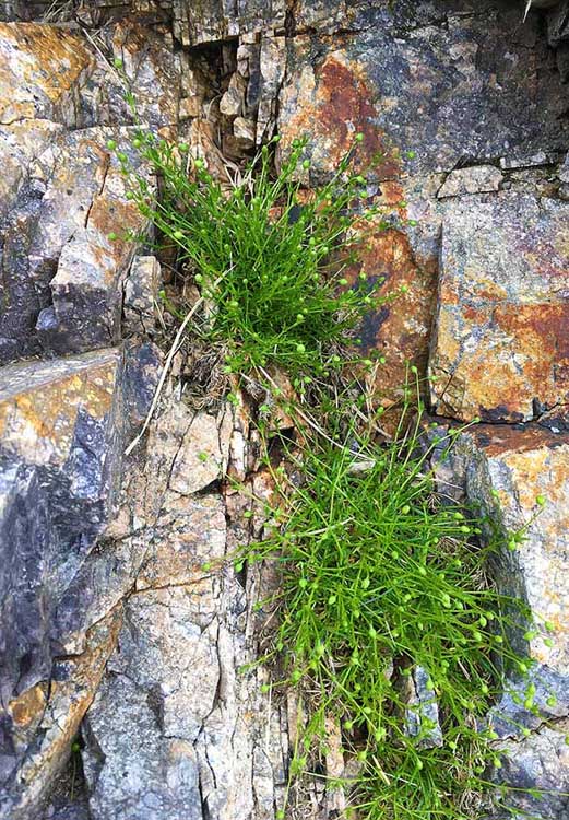 A budding grass-like green plant grows out of an outcrop of rock in a park in Marblehead MA