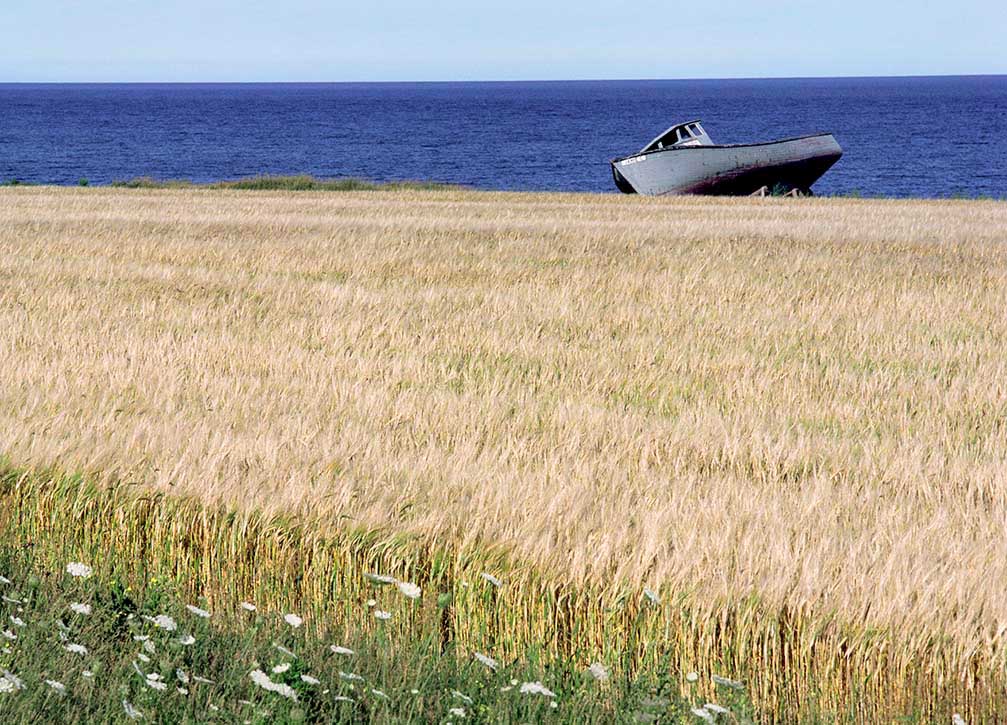 Fishing boat parked nest to a barley field in PEI