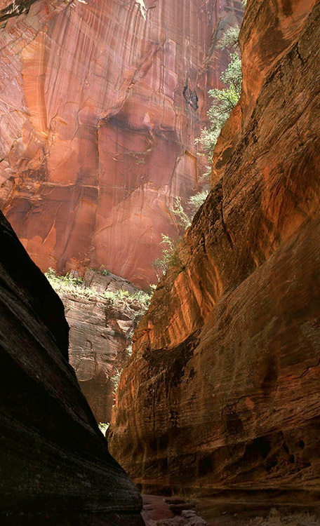 Just like sound, light bounces off the walls of Echo Canyon in Zion Nat. Park UT