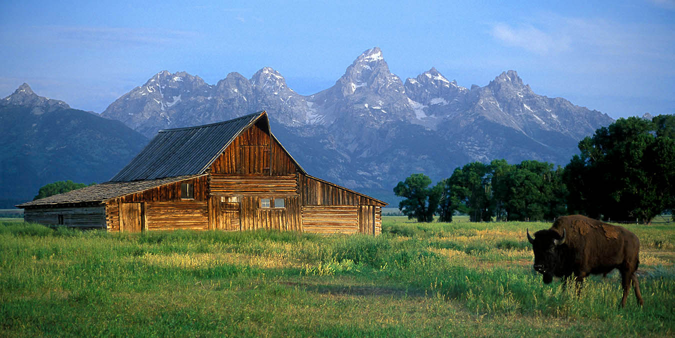 Buffalo and Mormon barn  with Grand Tetons in the background
