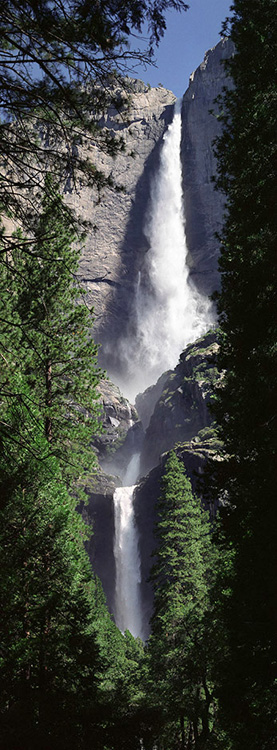 Three tiers of rushing water cascade down Yosemite Falls and framed by envergreen trees