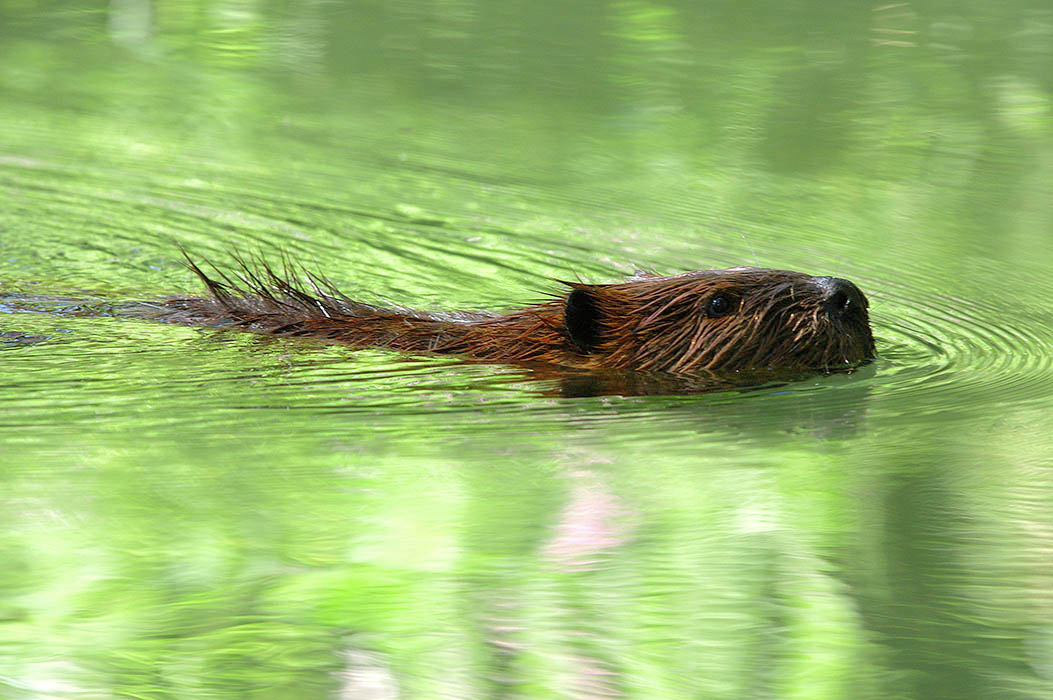 A beaver swims in a stream with green foliage reflected in the surface