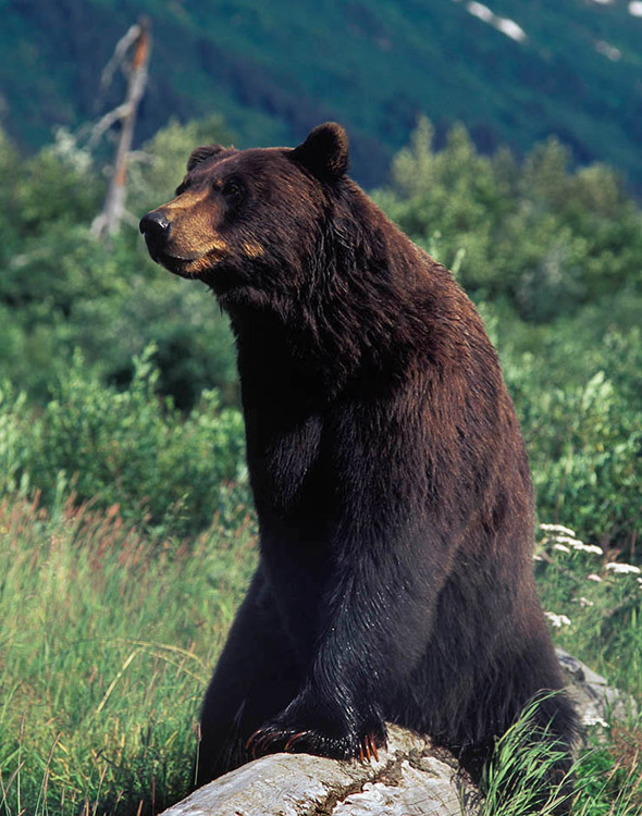 An Alaskan brown bear sits on a log.