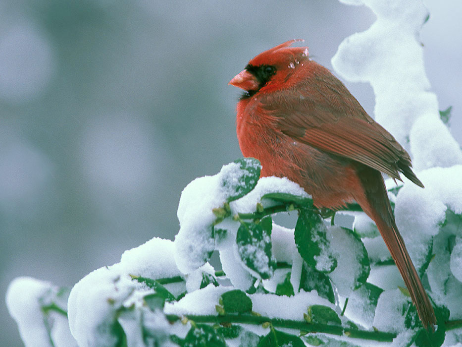 Chilly Cardinal sits on a snow covered bush