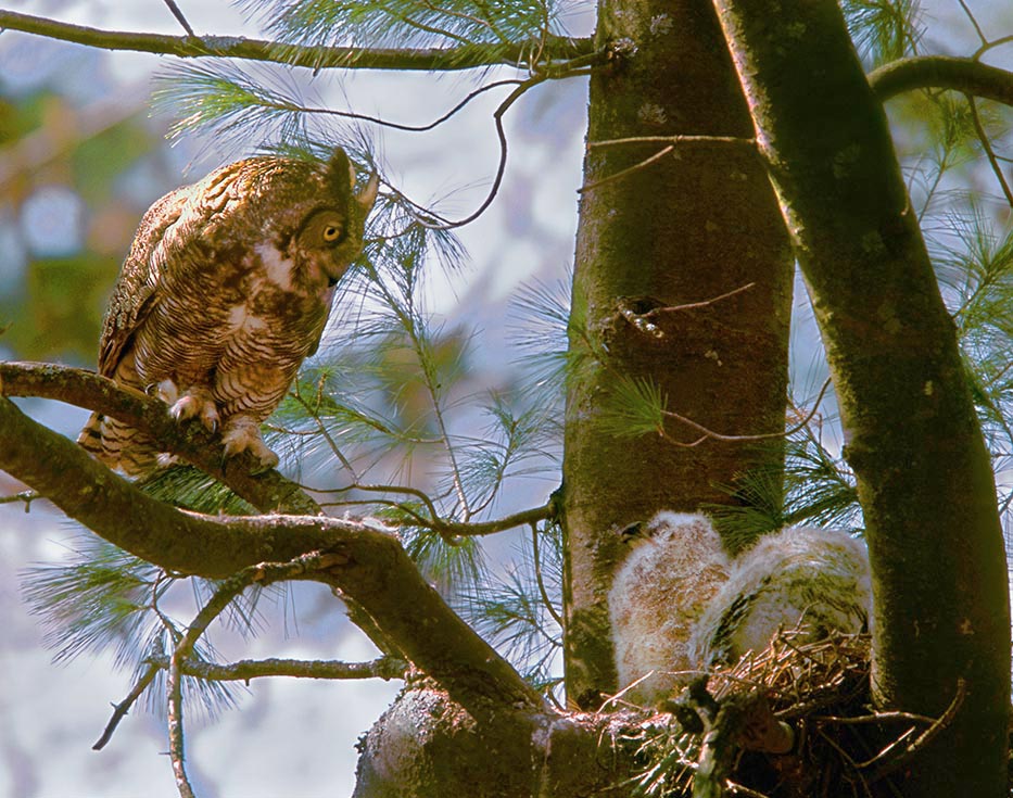 Great horned owl at nest with chicks