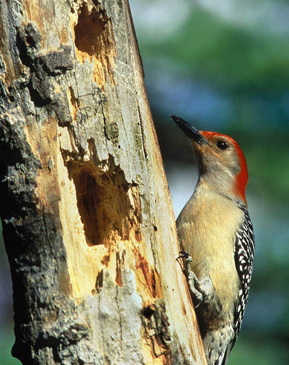 A red bellied woodpecker examines a holey dead branch