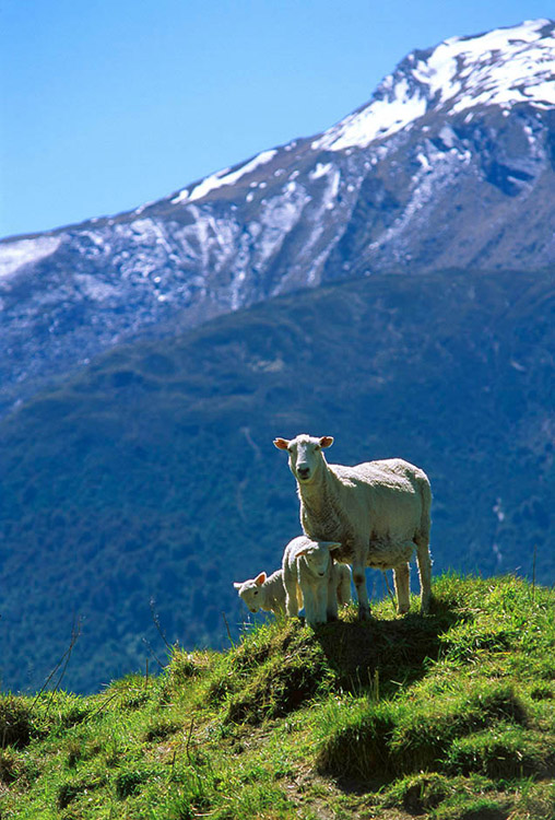 A ewe and two lambs stand on a hillock with the snow-covered Southern Alps in the background NZ